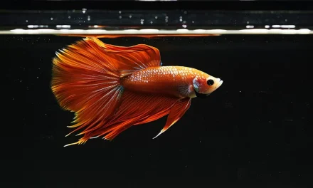 Understanding Betta Fish Fasting: How Long Can They Survive Without Food