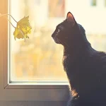 Ultimate Guide to Choosing the Perfect Cat Window Perch