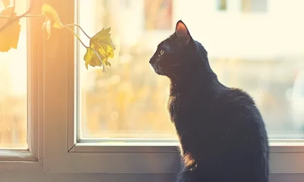 Ultimate Guide to Choosing the Perfect Cat Window Perch