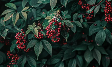 Health Benefits and Uses of Barberry: A Comprehensive Guide