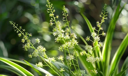 Complete Guide to Growing and Caring for Anthericum Plants