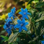 Comprehensive Guide to Growing and Caring for Borage