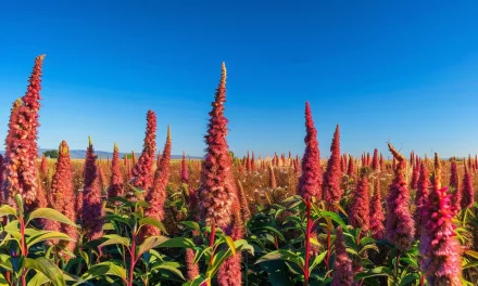 Amaranth: Discovering the Benefits and Versatility of This Ancient Supergrain