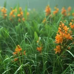 Understanding Broomrape: Identification and Control Strategies